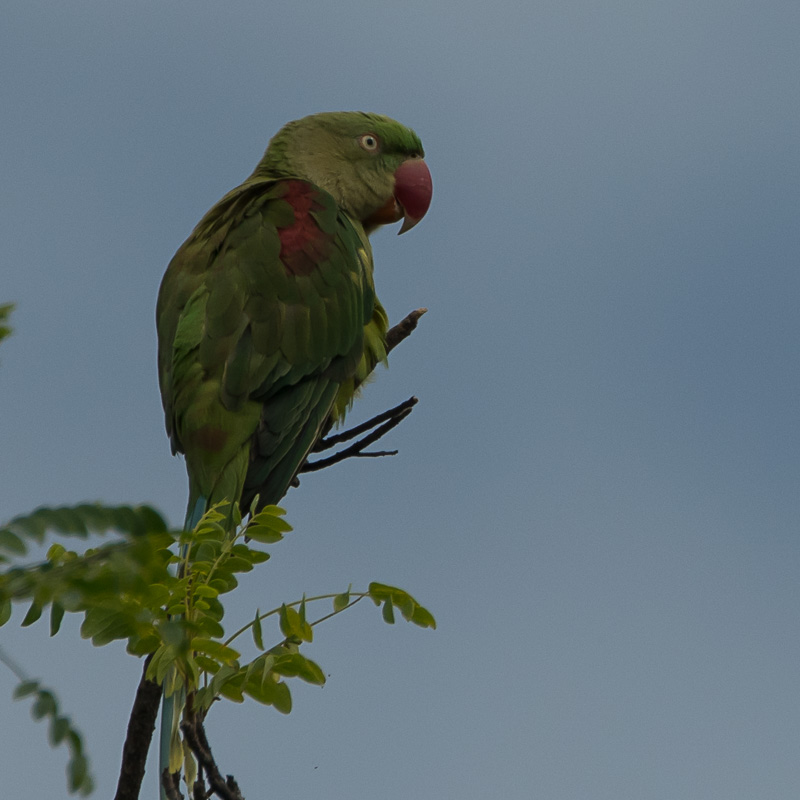 Grote Alexanderparkiet